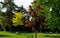 Â height of over 20 m. The tree has a dense, large, more rounded. The leaves unfurl brown red and turn da